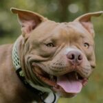 Pitbull solto nas ruas ataca mulher e mobiliza Polícia Militar