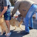 Prefeitura de João Monlevade realiza Campanha de Vacinação Antirrábica Animal 2026