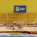 PRF prende homem por crimes ambientais e porte ilegal de arma na BR-262, em Rio Casca