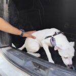 Denúncia leva PM a resgatar cachorro mantido dentro de automóvel em João Monlevade