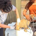 Prefeitura de João Monlevade vacina quase 8.500 cães e gatos durante Campanha de Vacinação Antirrábica